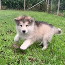 Margaret - Gray and white female Alaskan Malamute puppy in Palmyra, Michigan from Illusion Kennel