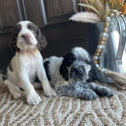 English Springer Spaniel Puppies from Southbend Springers