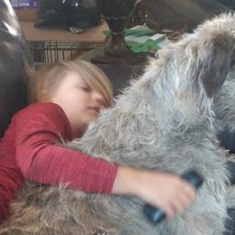 Irish Wolfhounds from Faolan Irish Wolf Hounds