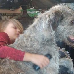 Irish Wolfhounds from Faolan Irish Wolf Hounds