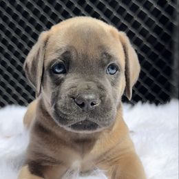 Black - Gray and fawn male Cane Corso puppy in Pollock Pines, California from Capitol City Cane Corso