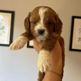 Pecan - Apricot female Cavapoo puppy in Bloomfield, New York from Campbell Cavapoos