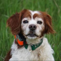 French Brittanys from L'Etoile du Nord Kennels