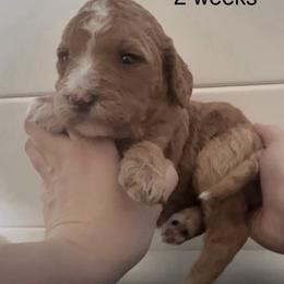 Monday - Apricot female Goldendoodle puppy in Suring, Wisconsin from Black Oak Doodles