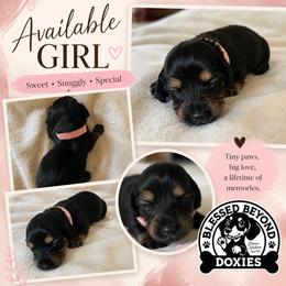 Girl 2. 2250 - Black and tan female Dachshund puppy in Isabel, South Dakota from Blessed Beyond Doxies