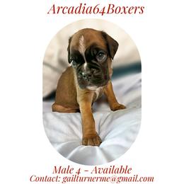 Male 4 - Fawn male Boxer puppy in Portland, Maine from Gail's Boxers