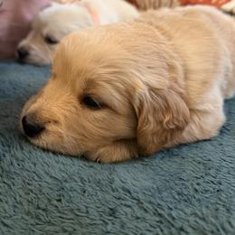 Mr. Black - Golden male Golden Retriever puppy in Vesuvius, Virginia from South River Retriever's
