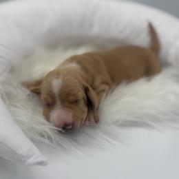 Nobu - Red male Dachshund puppy in Brownsville, California from Pine & Pasture Dachshunds