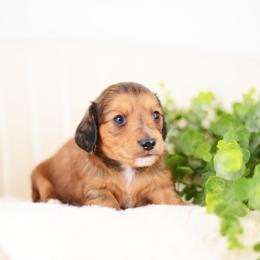 Miles - Red male Dachshund puppy in Neosho, Missouri from Tinker Toy Doxies