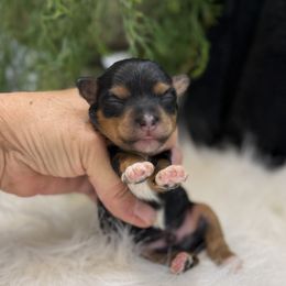 Santa - Black and tan male Havanese puppy in Bowling Green, Kentucky from Denise Clark