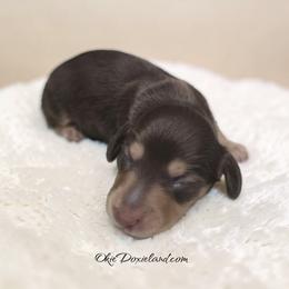 Maximus - Chocolate and cream male Dachshund puppy in Oklahoma City, Oklahoma from OkieDoxieland Dachshunds