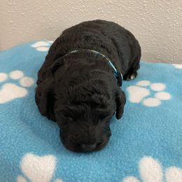 Rip - Black and white male Cockapoo puppy in Brookings, South Dakota from Hofer Pups