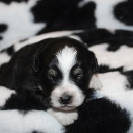 Jingle - Black tri-color male Aussiedoodle puppy in Loretto, Tennessee from K Kountry Farm
