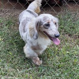 Thunder - Dachshund