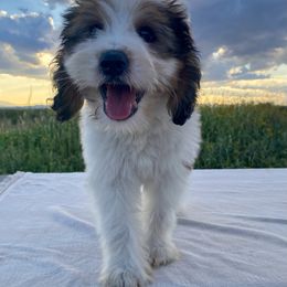 Nocciola - Brown and white male Bernedoodle puppy in Douglas, Arizona from Starry-Eyed Mini Aussies with Tails