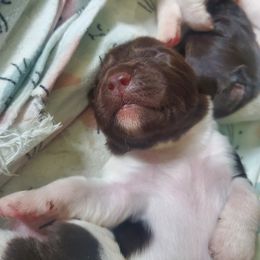 Kleine Munsterlander Puppies from Prairie State Kennel