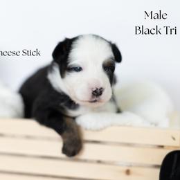 Cheese Stick - Black tri male Miniature Australian Shepherd puppy in Wooster, Ohio from Kari's Mini Aussies