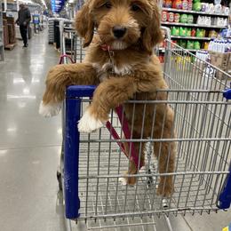 Goldendoodle Puppies from Comfort & Cuddle Co