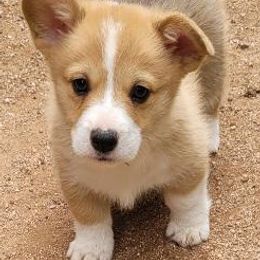 Pembroke Welsh Corgis from Cordial Corgies