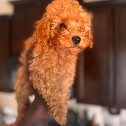 Gem - Apricot male Aussiedoodle puppy in San Antonio, Texas from Av’s Poodles and Doodles