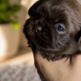 Maestro - Liver male Shih Tzu puppy in Kempner, Texas from Shih Tzu Reign