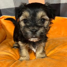 Gamora - Black and tan female Morkie puppy in Stockbridge, Georgia from Jenn’s Georgia Morkies and Biewer Terriers