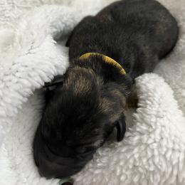 Yellow Collar - Sable male German Shepherd puppy in Punta Gorda, Florida from Blitzenhaus Working Dogs