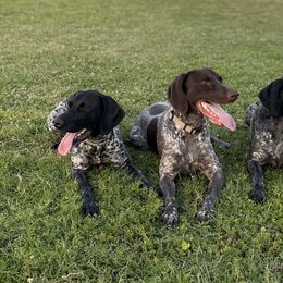 German Shorthaired Pointers from Morrison Gun dogs