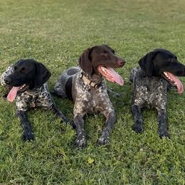 German Shorthaired Pointers from Morrison Gun dogs