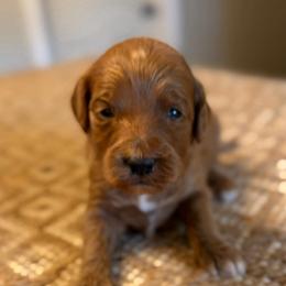 Blue collar girl - Red  female Goldendoodle puppy in Vian, Oklahoma from Dog Days Doodles