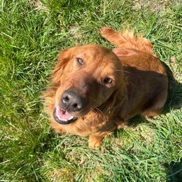 Hunny - Golden Retriever