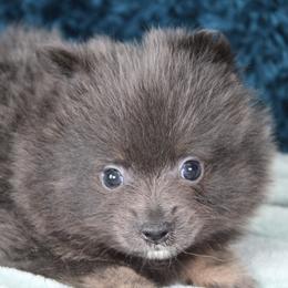 AKC Coal - Blue and tan male Pomeranian puppy in Albany, Indiana from Hatz Off Puppies