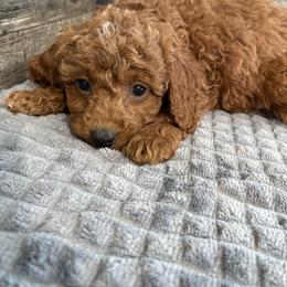 Alonda - Red female Cavapoo puppy in Osseo, Michigan from Smiths Fluffy butts