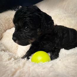 Clove - Black female Cavapoo puppy in Spokane, Washington from PJE Cavs and Poos