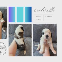 Cinderella - Mahogany and white female Saint Bernard puppy in Saltsburg, Pennsylvania from Loyal Ridge Saint Bernards
