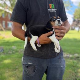 Boy 1 - Black fawn and white male Beagle puppy in Hudson, Michigan from Bachman’s Kennel
