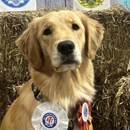 Maple - Golden Retriever