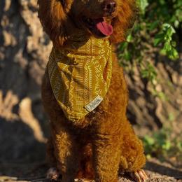 Frankie - Apricot male Poodle puppy in Mc Arthur, California from California Golden Love