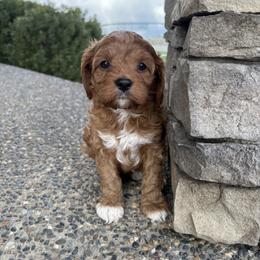Cavapoo Puppies from Columbia Basin Puppies