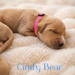 Cindy Bear - Apricot female Goldendoodle puppy in Rocky Point, North Carolina from CelticDoods