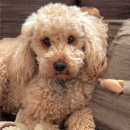 Layla - Poodle