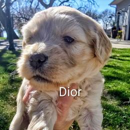 Dior - Cream female Goldendoodle puppy in Red Oak, Iowa from Fisher Pups-Stay Golden with a Doodle
