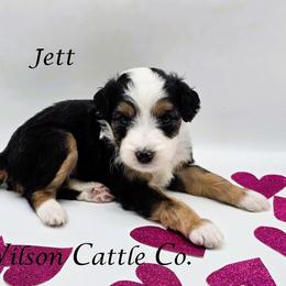 Jett - Black tri-color male Aussiedoodle puppy in Lancaster, Minnesota from Wilson Cattle Co.