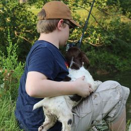 Brittany Puppies from Edenbright Brittanys