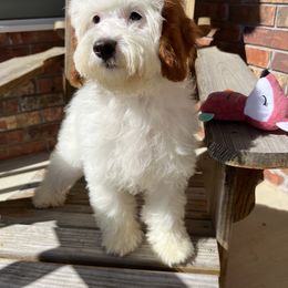 Cavapoo and Poodle Puppies from Danielle Perkins's Pups