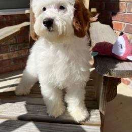 Cavapoo and Poodle Puppies from Danielle Perkins's Pups