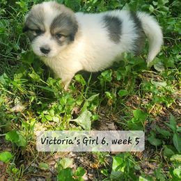 Girl 6 - White and badger female Great Pyrenees puppy in Nicholson, Georgia from Pony Trail Farm