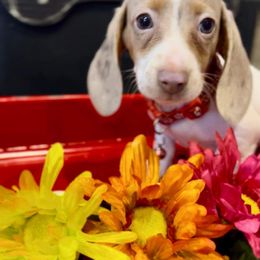 Dachshund Puppies from Branton Family Dachshunds