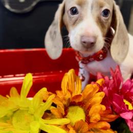 Dachshund Puppies from Branton Family Dachshunds