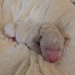 Birch - Cream male Goldendoodle puppy in Gunnison, Utah from Curls and Camo Pups